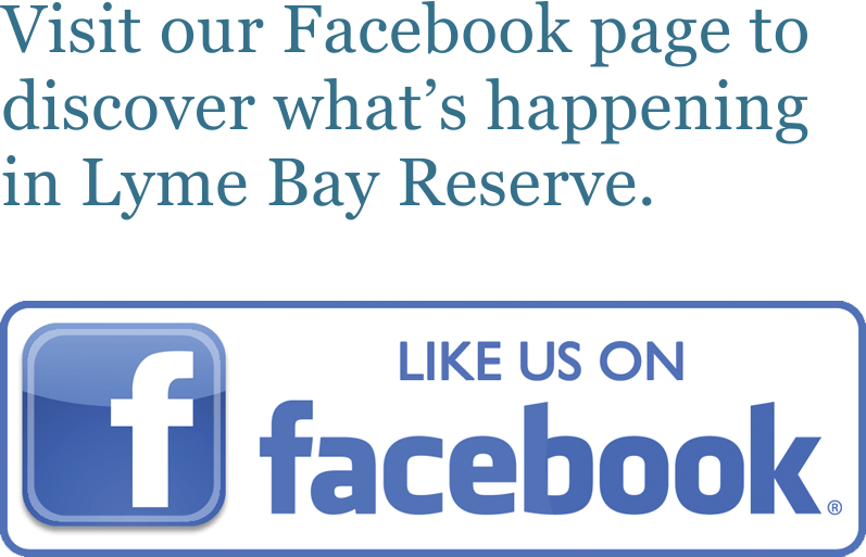 Visit our Facebook page to discover what's happening in Lyme Bay Reserve.